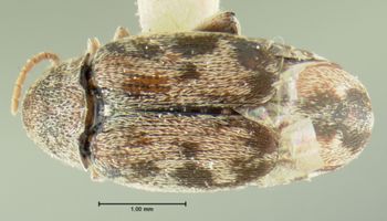 Media type: image;   Entomology 8200 Aspect: habitus dorsal view